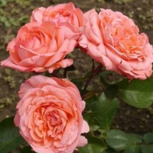 Succes Fou™ Stromkové ruže s kvetmi čajohybridov